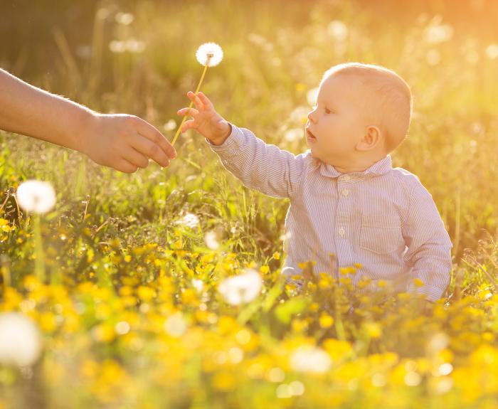 Stock photo of a baby reaching out for a dandelion by his mother